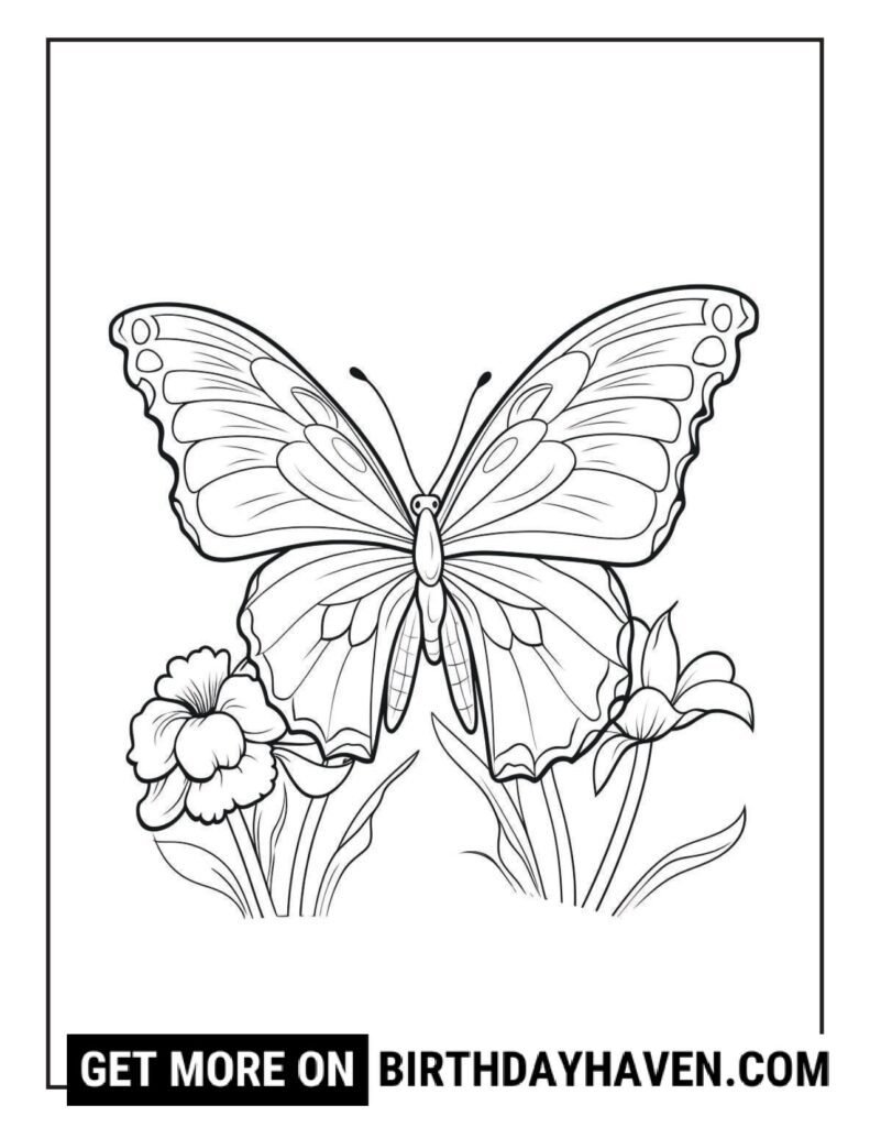 Butterfly coloring pages 7